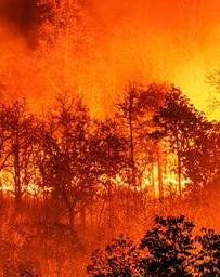 肆虐的橙色森林大火笼罩着黑色的树木
